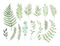 Vector watercolor illustrations. Botanical clipart. Set of Green Royalty Free Stock Photo