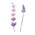 Vector watercolor lavender delicate bunch