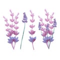 Vector watercolor lavender delicate bunch