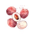 Vector Watercolor lychee. Royalty Free Stock Photo