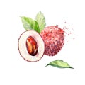Vector Watercolor lychee. Royalty Free Stock Photo