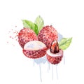 Vector Watercolor lychee.