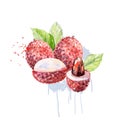 Vector Watercolor lychee. Royalty Free Stock Photo