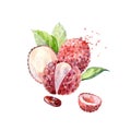 Vector Watercolor lychee. Royalty Free Stock Photo