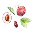 Vector Watercolor lychee. Royalty Free Stock Photo
