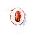 Vector Watercolor lychee. Royalty Free Stock Photo