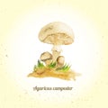 Vector watercolor mushroom champignon - agaricus on graund with grass. EPS10.