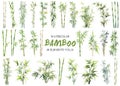 Vector watercolor painted bamboo clipart Royalty Free Stock Photo