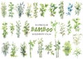 Vector watercolor painted bamboo clipart Royalty Free Stock Photo