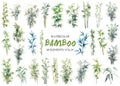 Vector watercolor painted bamboo clipart Royalty Free Stock Photo