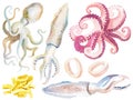 Vector watercolor painted octopus and squid clipart Royalty Free Stock Photo