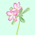 Vector Watercolor Painting of Impala lily Royalty Free Stock Photo