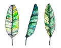 Vector watercolor palm leaves
