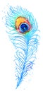 Vector watercolor peacock feather