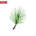 Vector Watercolor Pine Tree Branch. Simple Illustration Of Green Branch With Needles Isolated On White Background