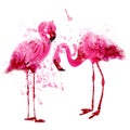 Vector watercolor pink flamingo couple in splashes