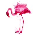 Vector watercolor pink flamingo in splashes