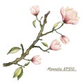 Vector watercolor pink magnolia flower branch Royalty Free Stock Photo