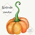 Vector watercolor pumpkin isolated on white background. Hand painted, hand drawn vegetable. Halloween, thanksgiving