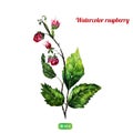 Vector watercolor raspbery bush with natural green Royalty Free Stock Photo
