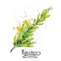 Vector watercolor rosemary green branch with