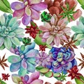 Vector watercolor seamless pattern of succulents. Royalty Free Stock Photo