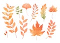 Vector watercolor Set of fall leaves, maple leaf, acorns, berries, spruce branch. Forest design elements. Hello Autumn Royalty Free Stock Photo