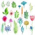 Vector watercolor set of flowers, leaves and plants