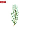 Vector watercolor spruce branch. Simple illustration of one green pine branch with needles isolated on white background