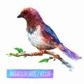 Vector watercolor style illustration of bird Royalty Free Stock Photo