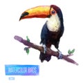 Vector watercolor style illustration of bird Royalty Free Stock Photo