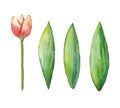 Vector Watercolor tulip, hand drawn illustration of spring flower, floral illustration isolated on white background