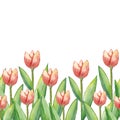 Vector Watercolor tulips, hand drawn illustration of spring flowers, floral horizontal illustration Royalty Free Stock Photo