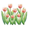 Vector Watercolor tulips, hand drawn illustration of spring flowers, floral illustration isolated on white background