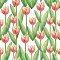 Vector Watercolor tulips seamless pattern, hand drawn illustration of spring flowers Royalty Free Stock Photo
