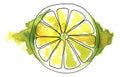 A vector and watercolour drawing of a lime on white