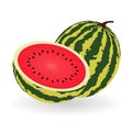 Vector watermelon icon with shadow isolated on white background. Royalty Free Stock Photo