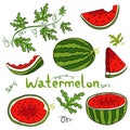 vector watermelon set isolated on a white background