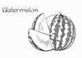 Vector Watermelon Vegetarian healthy treating hand drawn illustration. Use for bar, cocktail, flyer, banner, store
