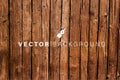 Vector Weathered Wooden Background