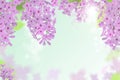 Vector web banners with purple, pink, blue and white lilac flowers.