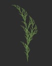 Vector Weed Recursion Design Plant Like L-system Mathematical Model