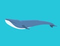 Vector whale illustration north surface deep humpback ocean marine mammal wildlife aquatic animal character. Royalty Free Stock Photo