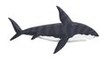 Vector whale shark character. Underwater sea animal. Big dangerous marine predator. Illustration of Marine wildlife