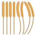 Vector wheat ears spikelets with grains. Oat bunch, yellow sereals for backery, flour production design. Whole stalks, organic Royalty Free Stock Photo