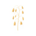 Vector wheat ears spikelets with grains. oat bunch, yellow sereals for backery, flour production design. Royalty Free Stock Photo