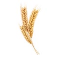Vector wheat ears spikelets realistic with grains Royalty Free Stock Photo