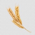 Vector wheat ears spikelets realistic with grains Royalty Free Stock Photo