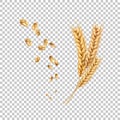 Vector wheat ears spikelets realistic with grains