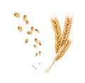 Vector wheat ears spikelets realistic with grains Royalty Free Stock Photo